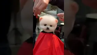 Cute And Funny Pomeranian Videos 😍😘😘