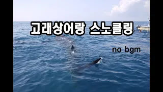 칸쿤에서 고래상어랑 스노클링 하기 (cancun whale shark snorkeling)