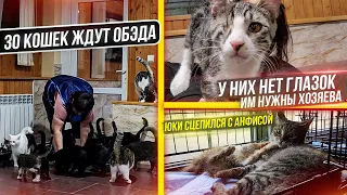 Драка котят в стационаре. Слепой котенок очень нуждается в ласке и заботе. 30 Кошек ждут свой Обэд