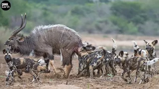 Oryx Tries Saving Her Baby from Wild Dogs, But Fail - Animal Fighting | ATP Earth