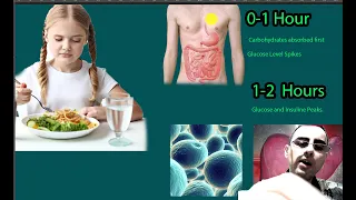 Fasting Effects by Hour. Timeline of Fasting: Effects by the Hour