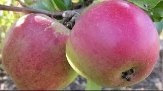 How to Plant a Fruit Tree - Essential Steps