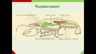 Біологія 7 клас "Органи чуття їх значення. Нервова система, її значення і розвиток у різних тварин"