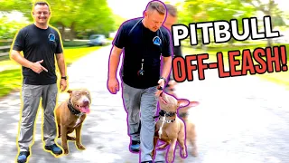 Off Leash Pitbull Training in Neighborhood! Will He Listen?!