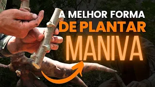 COMO PLANTAR MACAXEIRA / AIPIM / MANDIOCA e COLHER com MUITO MAIS ABUNDÂNCIA
