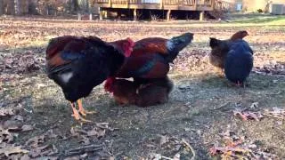 Rooster mounting hen