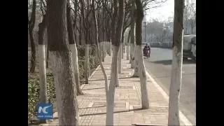 Trees turn sidewalk into maze in E China city