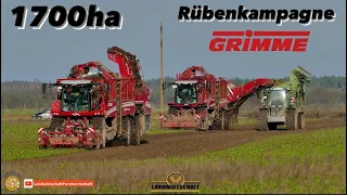 Rübenernte Rübenkampagne 2 Rübenroder GRIMME REXOR 6300 Für Nordzucker Wanzleben & P&L