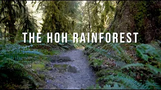 Backpacking the Hoh Rainforest | Olympic National Park