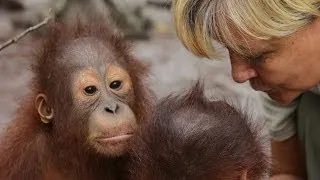 Voice of the orangutans - Lone Drøscher Nielsen