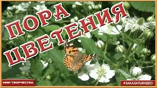 Цветущие деревья и кустарники ✿✿✿ Футажи для видеомонтажа HD ✿✿✿ Натуральные видеофоны ✿✿✿