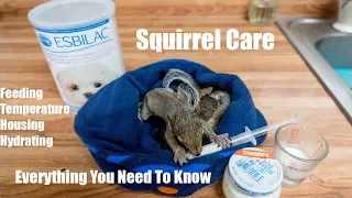 How to Take Care of a Baby Squirrel - Everything You Need to Know