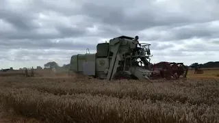 Claas Matador harvest 2019