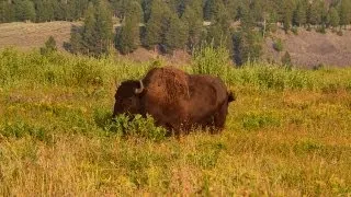 Yellowstone National Park: Part 2 - Native and Invasive Species