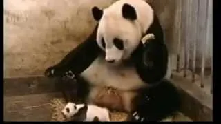 Смешные животные-панда чихает