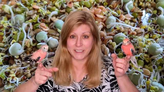 How to sprout for your birds | Sprouting for parrots