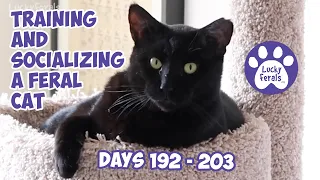 Training And Socializing A Feral Cat * Part 21 * Days 192 - 203 * Cat Video Compilation