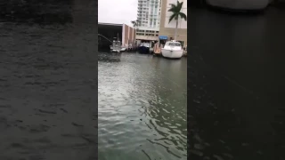 guy catches monster fish at the harbor