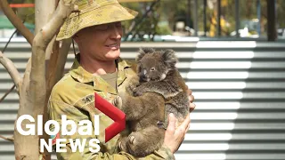 Australia bushfires: Australian soldiers help care for injured koalas