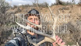 THE YEAR OF THE WINTER KILL|HUGE SINGLE|MULE DEER SHED HUNTING