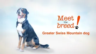 Meet The breed: Greater Swiss Mountain Dog