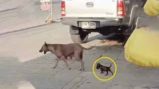 Sad Little Puppy Tried To Run After Mother Dog But He Was Never Happy