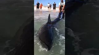 GREAT WHITE SHARK!! Caught off Pensacola Beach (FLORIDA)