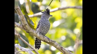Choca-barrada - Barred Antshrike - Thamnophilus doliatus - macho - male - cantando - singing