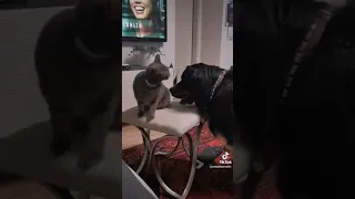 cat And dog best friend 😍❤️❤️