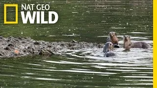 Hungry Wild Otters | Otter Town