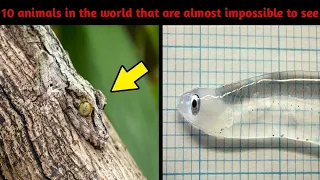 10 Invisible Animals You Won't Believe Exist