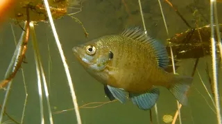 Swimming With Bluegill