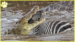 15 Merciless Moments When Animals Crossed Rivers With Hungry Crocodiles