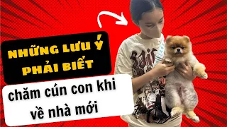 HƯỚNG DẪN CHĂM SÓC CÚN CON MỚI VỀ NHÀ | Bánh Bò Pomeranian Vlog #3