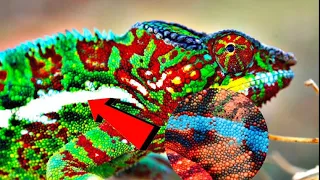 How do Chameleon change colors(shorts)
