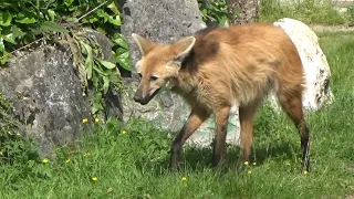 Maned wolves walking about