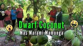 Dwarf Coconut - Mas Maraming Mamunga?