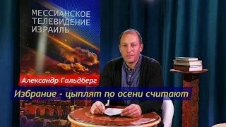 Избрание - Цыплят по осени считают (Александр Гольдберг)