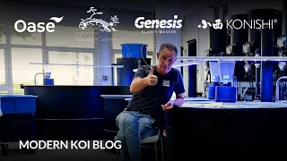 Modern Koi Blog #6064 *- Wenn Koi plötzlich sehr viel mehr Kot aussscheiden