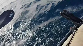 Great White Shark stalks kayak fisherman in Australia.