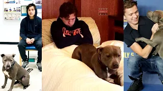 Tom Holland Funny Moments With His Dog Tessa | Tom Holland & Tessa's Cutest Moments Ever | 2020 |