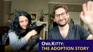 OwlKitty: The Adoption Story