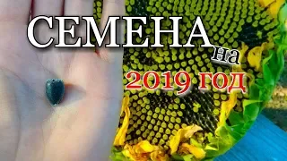 СЕМЕНА 2019 : ПОДСОЛНЕЧНИК/  ЗЕЛЕНЬ/ КОРНЕПЛОДЫ/ Московская обл.