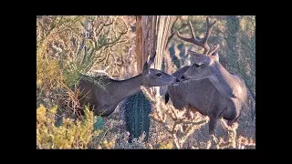 Documentary films Documentary 2017 - The Private Life of Deer - Amazing Nature Documentary