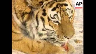 Russia-Campaign to preserve Siberian tiger habitat