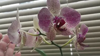 Как добиться влажности воздуха для орхидей. Рассказываю про свой опыт.