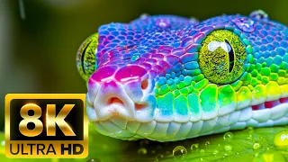 8K Ultra HD Wildlife — самые потрясающие видео животных в разрешении 8K со звуками природы