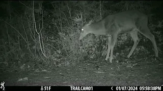 January 2024 East 3 Trailcam Highlights