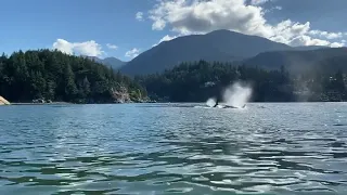 Kayakers Get Up Close and Personal With Pod of Killer Whales in Vancouver