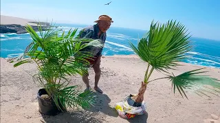 LLEVANDO  Palmeras🌴 para - TÍO ADRIÁN SU PALMERAS EN MAR